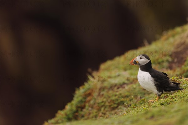 Puffin