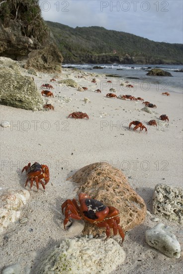 Christmas island red crab