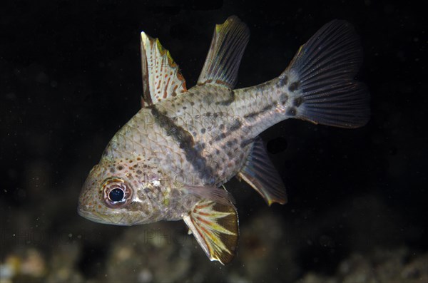 Orbicular Cardinalfish