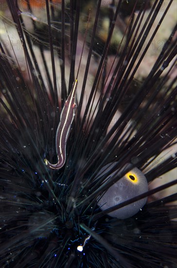 Urchin Clingfish