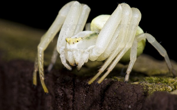 Goldenrod Crab Spider