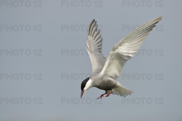 Whiskered Tern