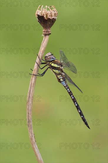 Migrant hawker