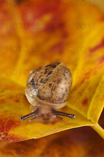 Garden Snail