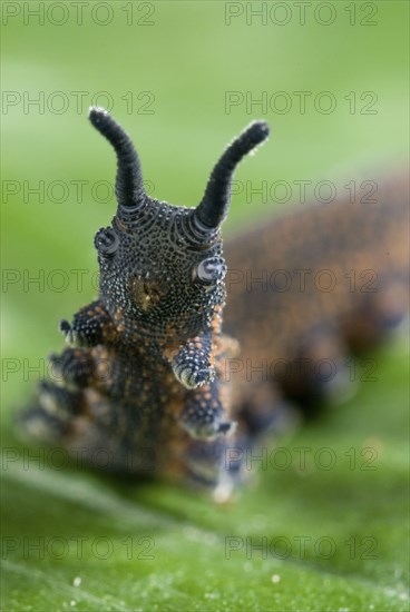 New Zealand velvet worm