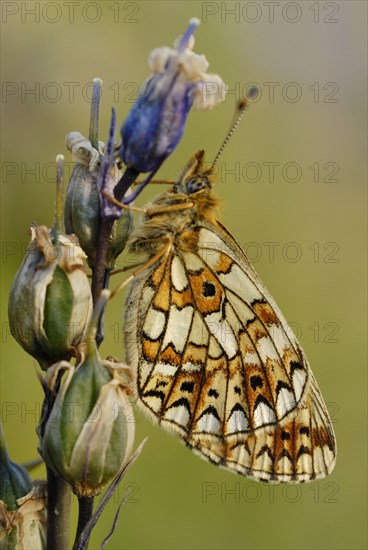 Small Pearl-bordered Fritillary