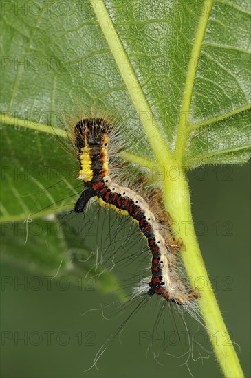 Caterpillar of the grey gray dagger