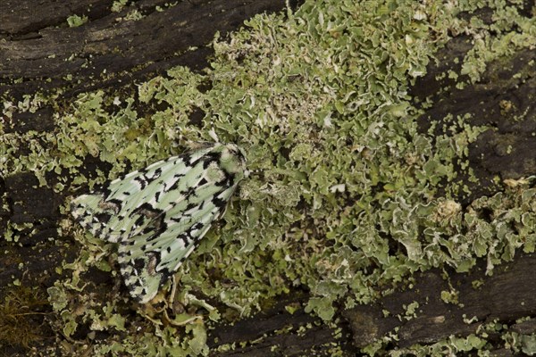 Scarce Merveille du Jour