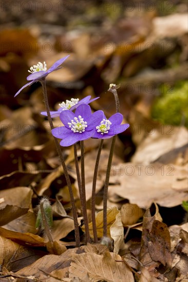 Flowering common hepatica