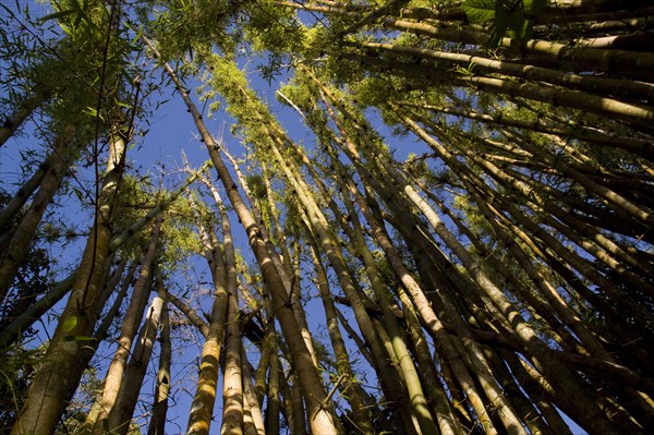 Bamboo Forest Madagascar near Palmarium