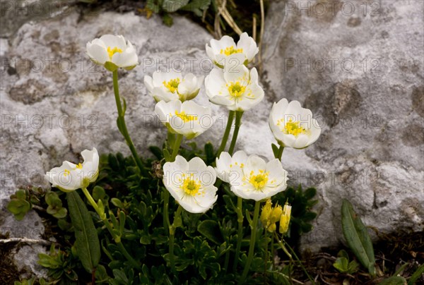 Alpine buttercup