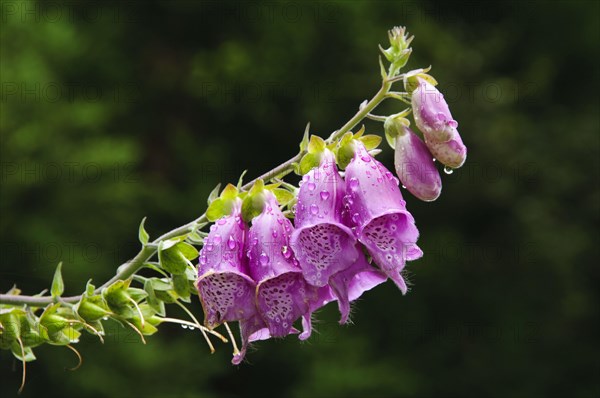 Common common foxglove