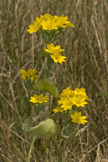 Yellow-wort