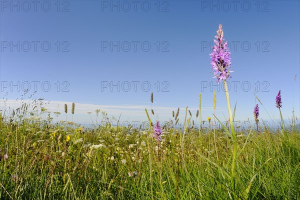 Heath Spotted Orchid