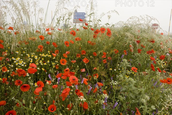 Corn Poppy