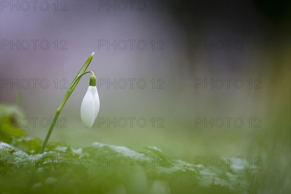 Snowdrop