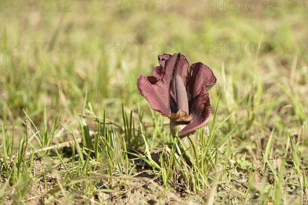 Black arum