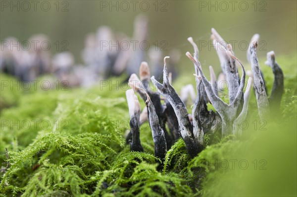 Candle snuff fungus