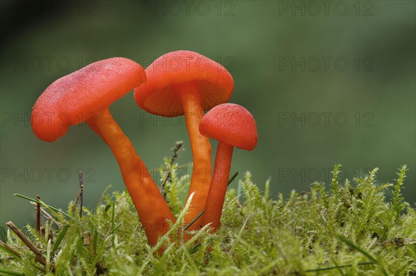 Scarlet Waxcap