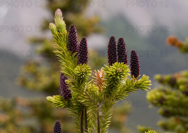 Subalpine abies lasiocarpa