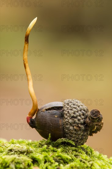 Gooseneck barnacle