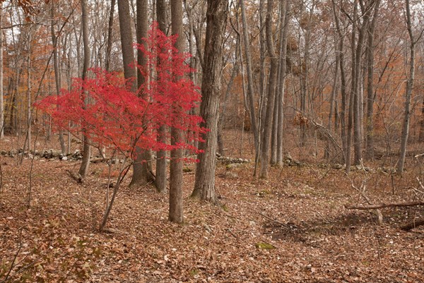 Winged spindle