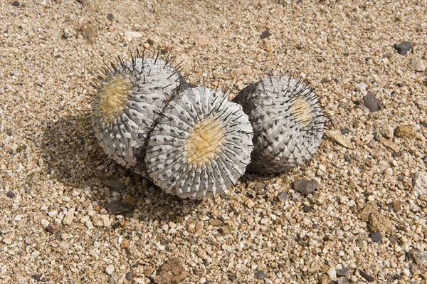 Copiapoa de Philippi