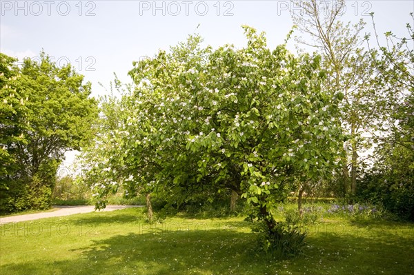 Flower on a quinces