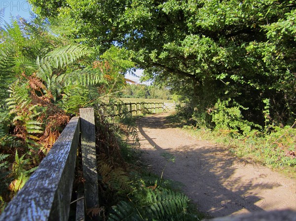 Fence and path at edge of heathland and woodland habitat