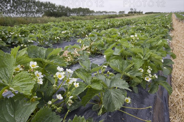 Elsanta strawberry plants