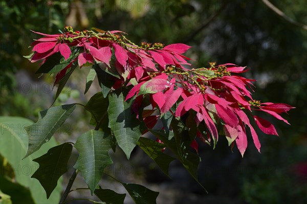 Wild poinsettia