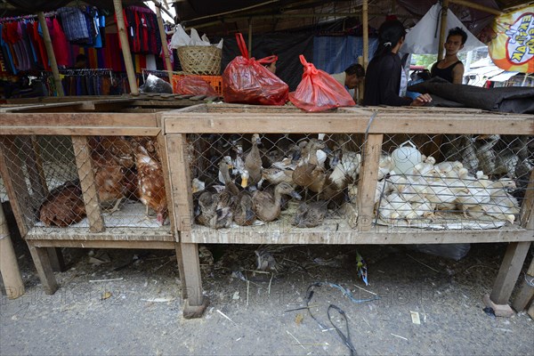Chickens and ducks for sale