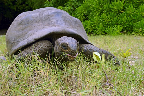 Aldabra giant tortoises