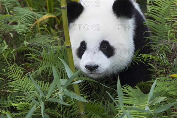 Two years aged young Giant Panda