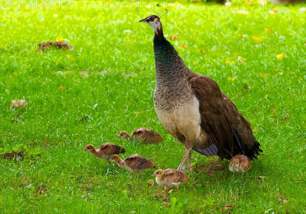 (Pavo cristatus), female with chicks