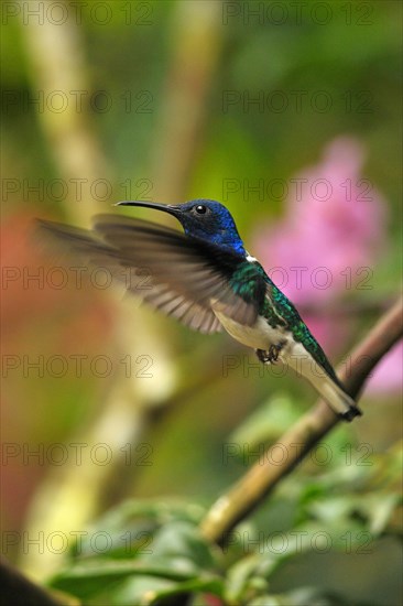 Jacobin Hummingbird