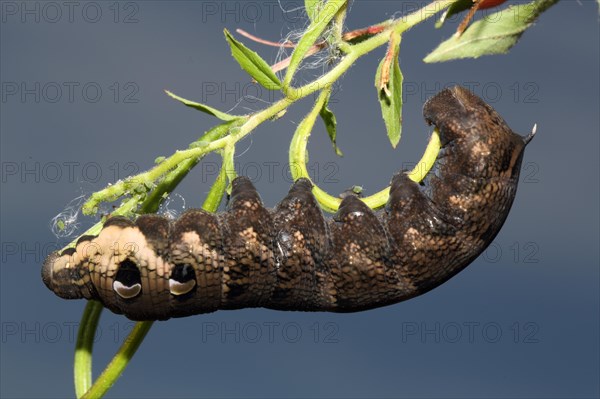 Elephant hawk-moth