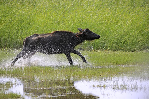 Water buffalo