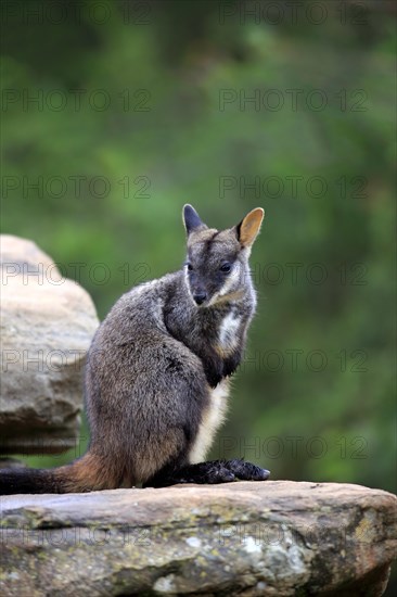 Brush-tailed rock-wallaby