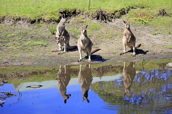 Eastern grey kangaroo