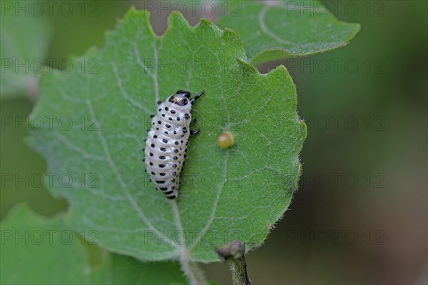 Poplar leaf beetle