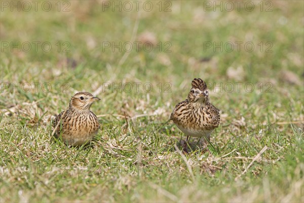 Skylark