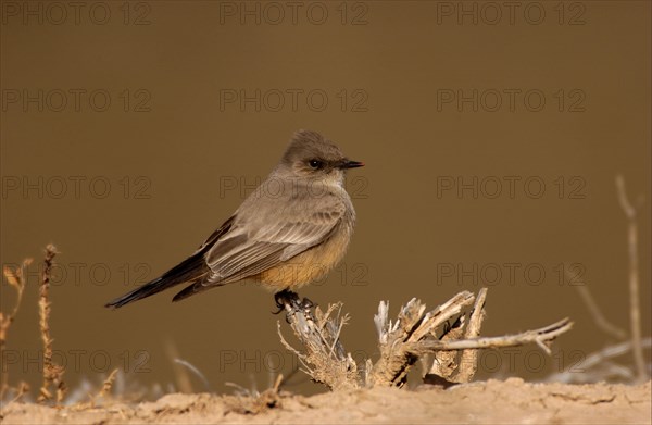 Say's Phoebe