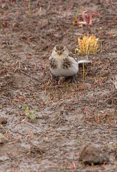 Twite