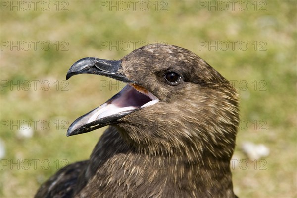 Stercorarius antarctica