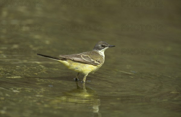 Yellow Wagtail