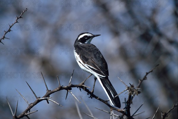 Widow Wagtail