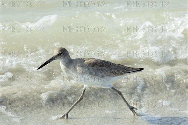 Willet