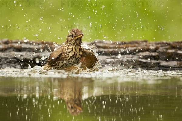 Song thrush