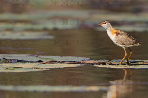 Lesser Jacana